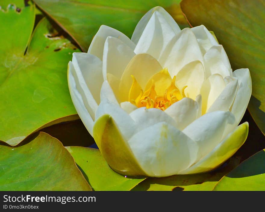 Flower, Yellow, Flora, Aquatic Plant