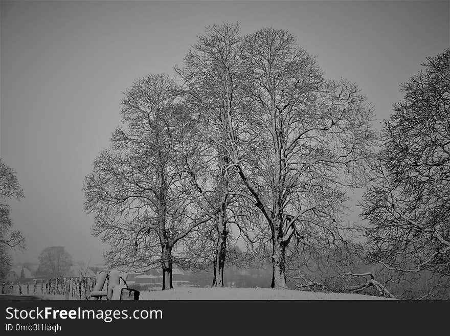 Tree, Winter, Black And White, Black