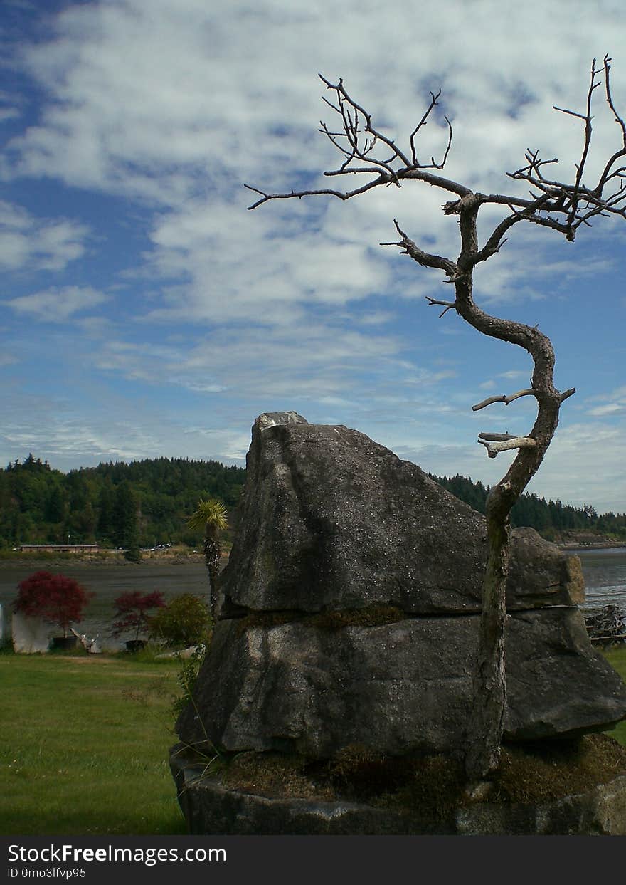 Tree, Sky, Woody Plant, Plant