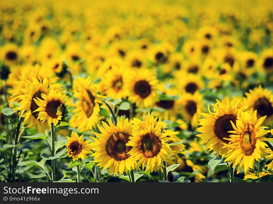 A field of ripening sunflowers brightly lit by the sun. Selective focus.