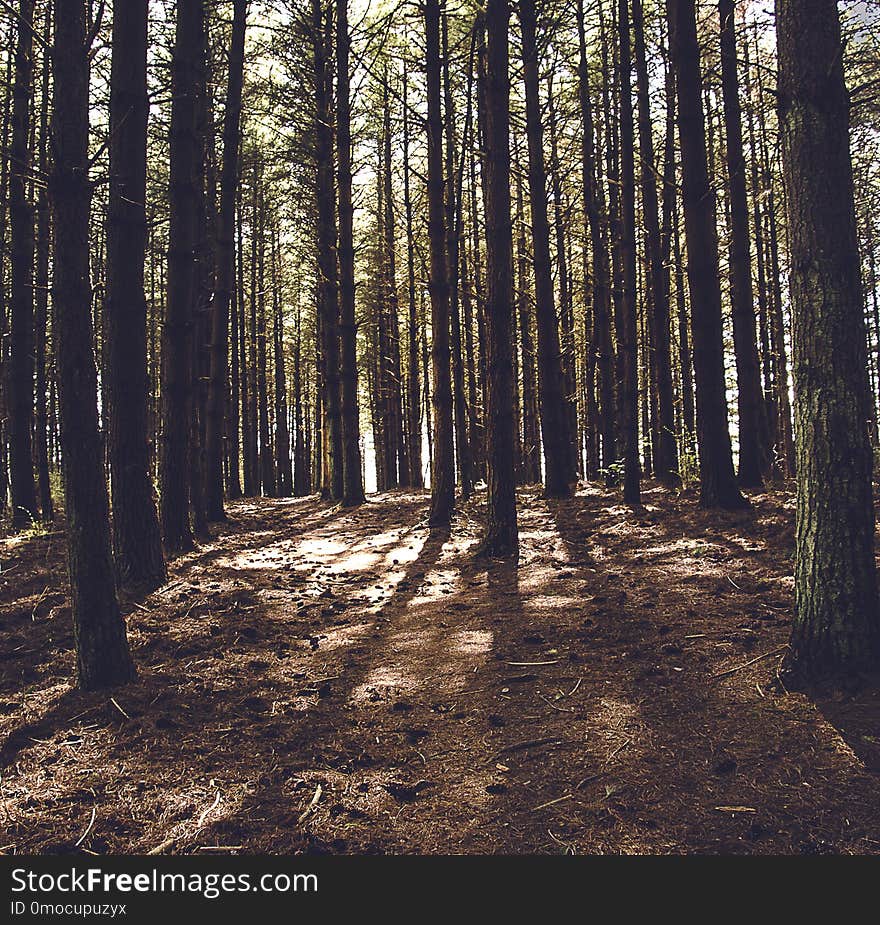 Dramatic firs forest view of light through trees