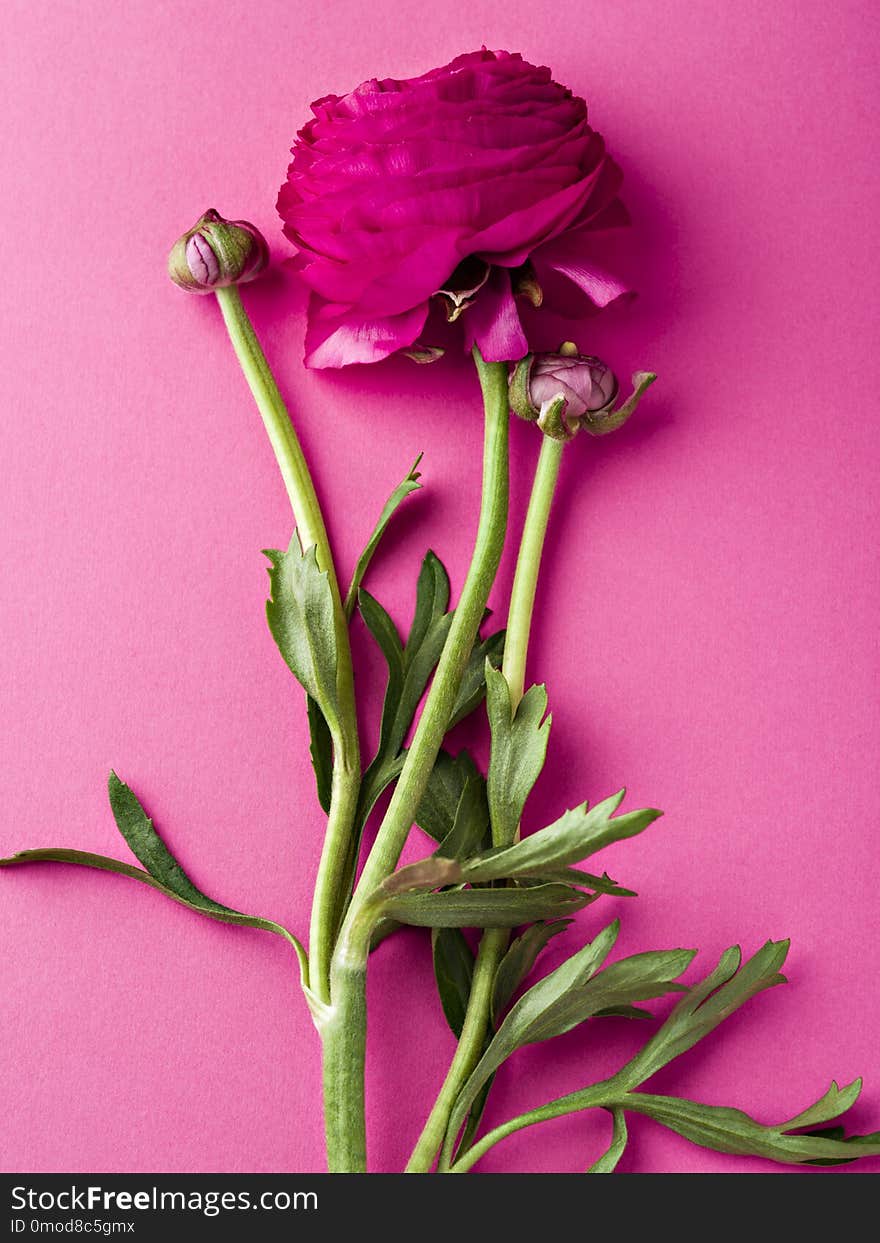 Green stems with amazing flower and delicate buds lying on pink background. Green stems with amazing flower and delicate buds lying on pink background.