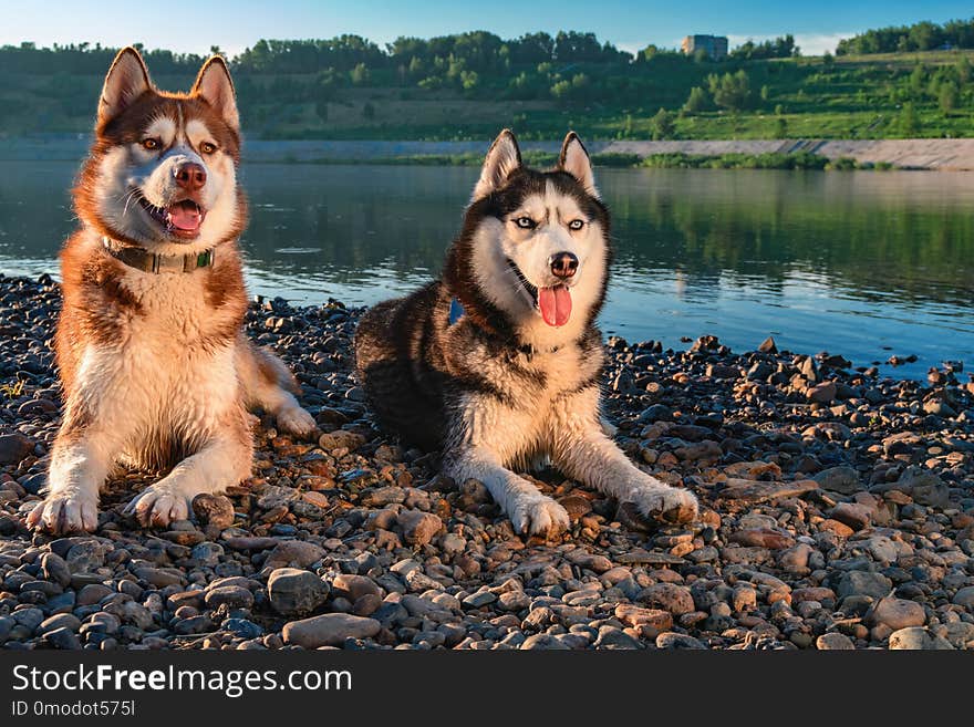 Two Siberian Husky dogs loves life. Happy smiling red husky dog on the shore beautiful summer river.