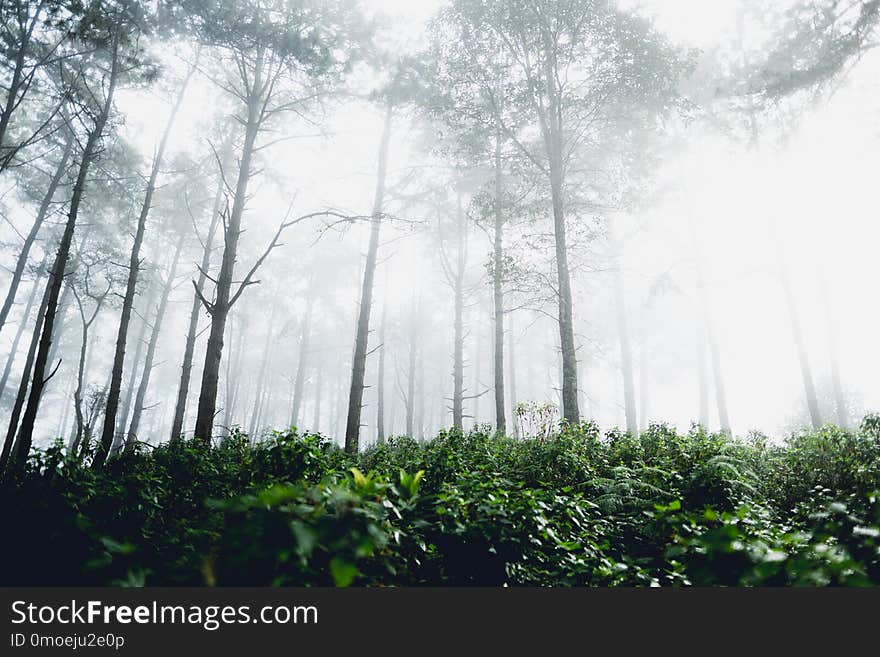 Fog and trees forest in the morning