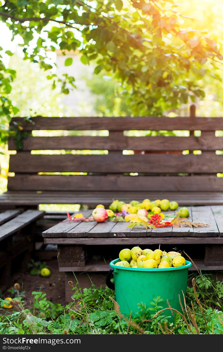 Beautiful garden during the harvest. Collection of ripe pears in autumn