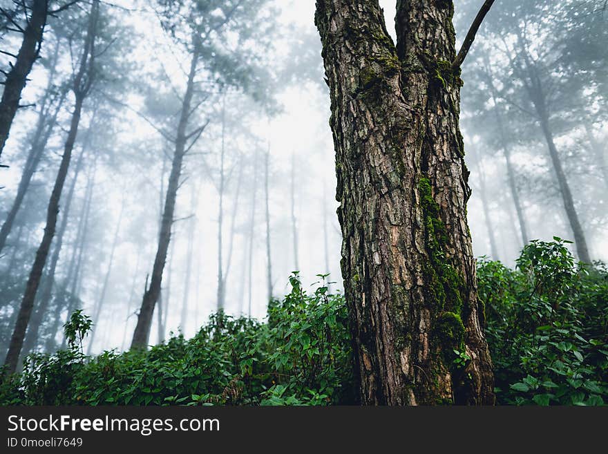 Fog and trees forest in the morning