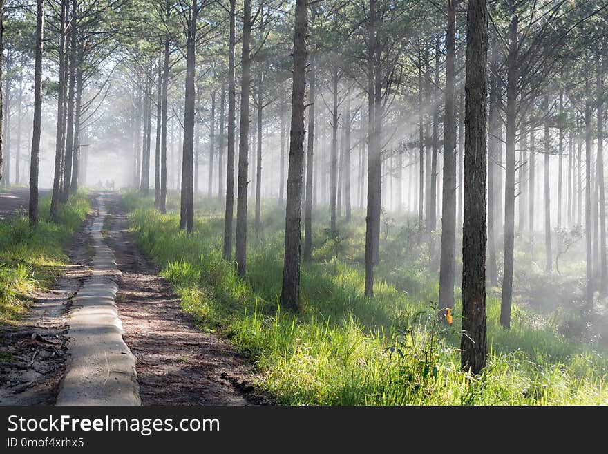 Discovery travel in the trail pine forest, vietnam. Background with magic sunrays, light, dense fog and fresh air at the dawn. Artwork done elaborately, landscape and nature at the dawn, great images for printing, advertising, travel magazines and more. Discovery travel in the trail pine forest, vietnam. Background with magic sunrays, light, dense fog and fresh air at the dawn. Artwork done elaborately, landscape and nature at the dawn, great images for printing, advertising, travel magazines and more...