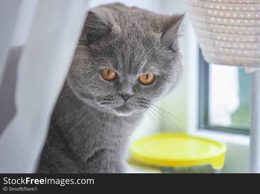 Gray cat sits by the window with a sad face. Gray cat sits by the window with a sad face