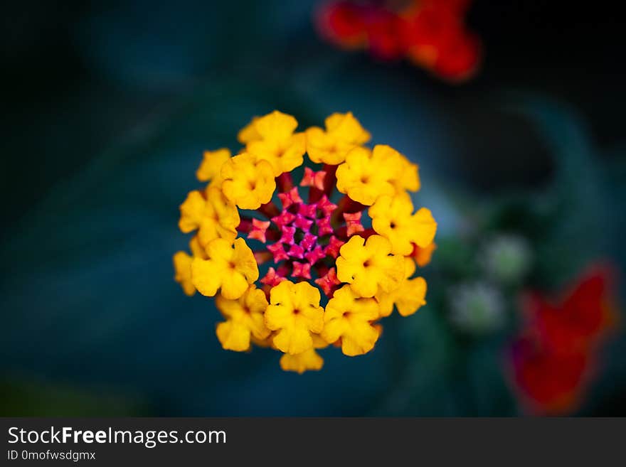 Yellow flower