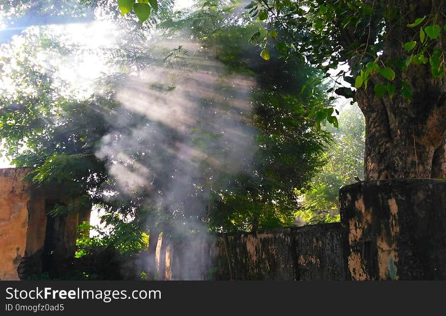 This is a picture of a smoke in the tree.