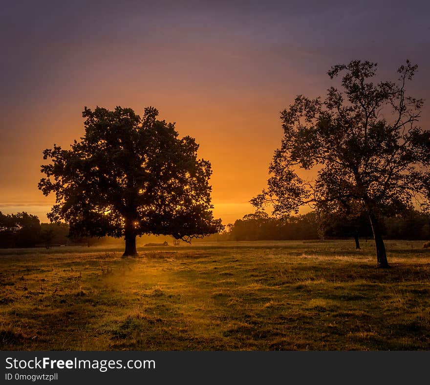 An english farmland scene with trees silhouetted against a very warm sunrise. Two trees in the foreground and a row in the distance. An english farmland scene with trees silhouetted against a very warm sunrise. Two trees in the foreground and a row in the distance.