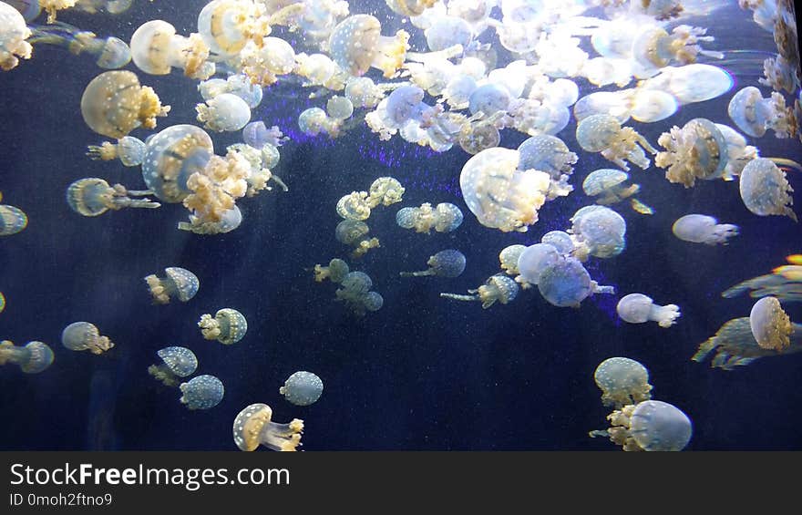 Lot of jelly fish