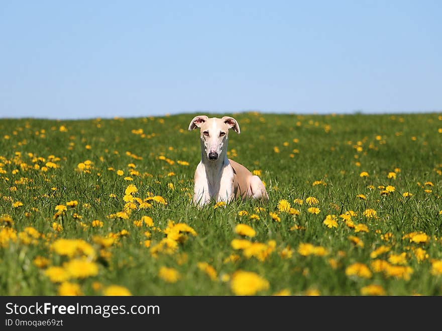 Beautiful galgo with funny ears is lying in a field with dandelions. Beautiful galgo with funny ears is lying in a field with dandelions