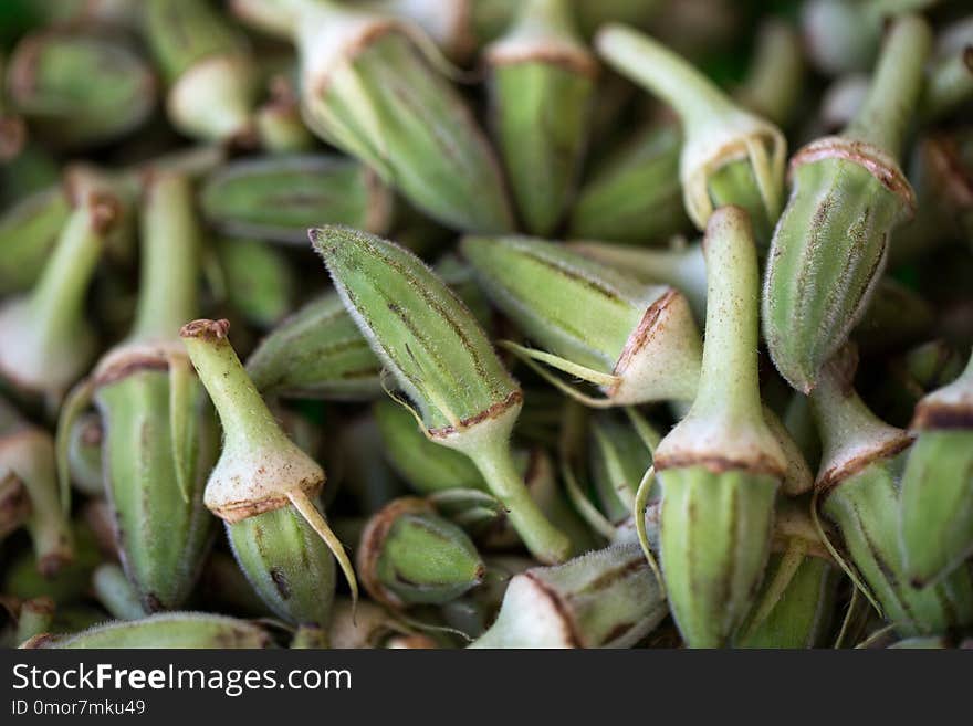 Organic green okra vegetable texture background. Organic green okra vegetable texture background