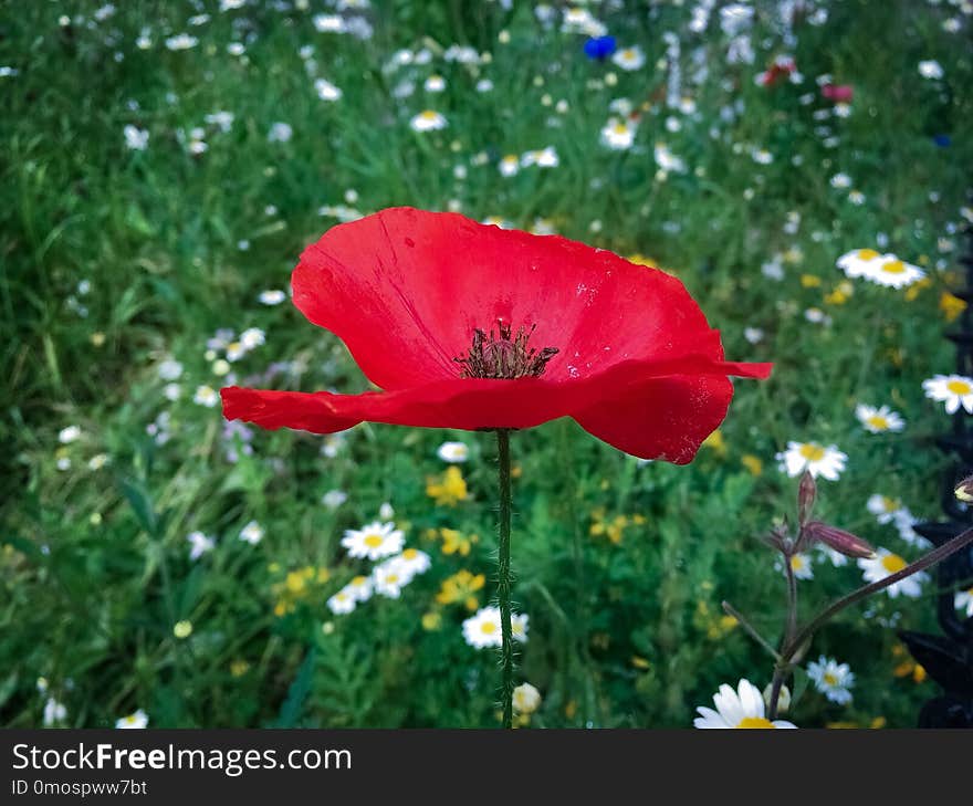 Photo taken by me Poppy garden. Photo taken by me Poppy garden