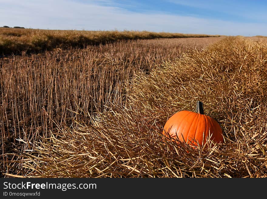 Harvest Pumpkin Close Up