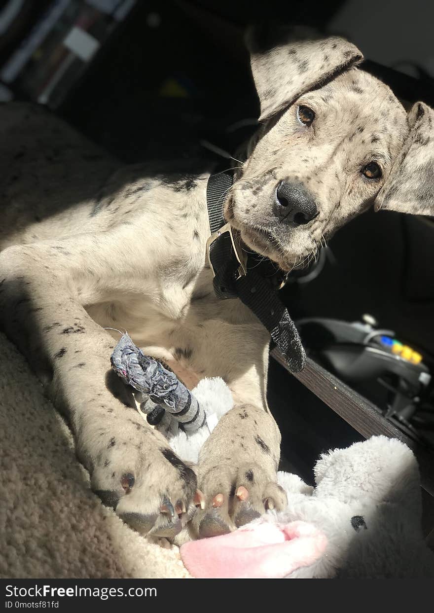 Great Dane Puppy