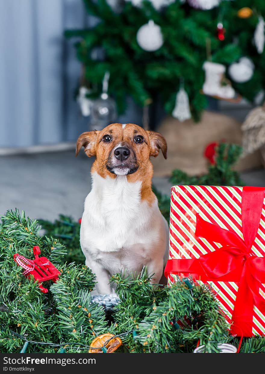 Jack Russel dog near Christmas tree