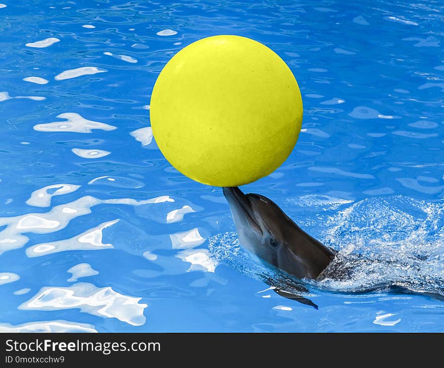 A Dolphin with a yellow ball on his nose in blue water.