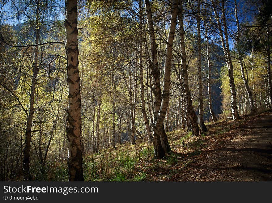 Forest in the mountains in autumn.