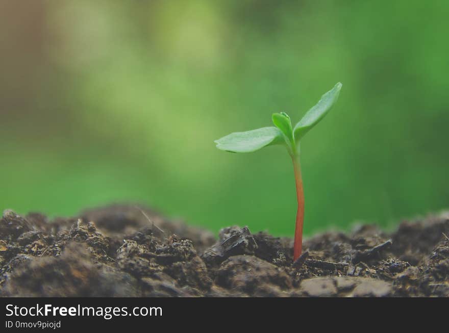 Greenery of young plant and seedling are growing in the soil wit