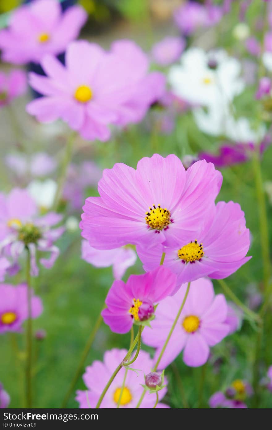 Flowers Cosmos In The Filed Morning Time