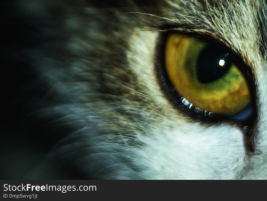 Insidious predatory feline look. Pupil of the cat`s eye