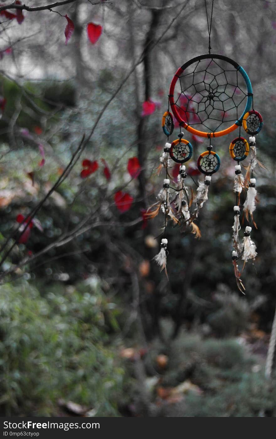 Photograph of a very colorful dream catcher hanging on a tree also colorful, photography captured in Madrid