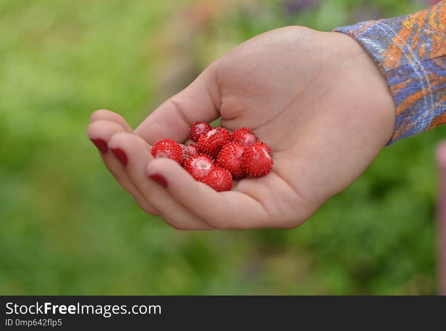 A Handful Of Small Wild Strawberries.