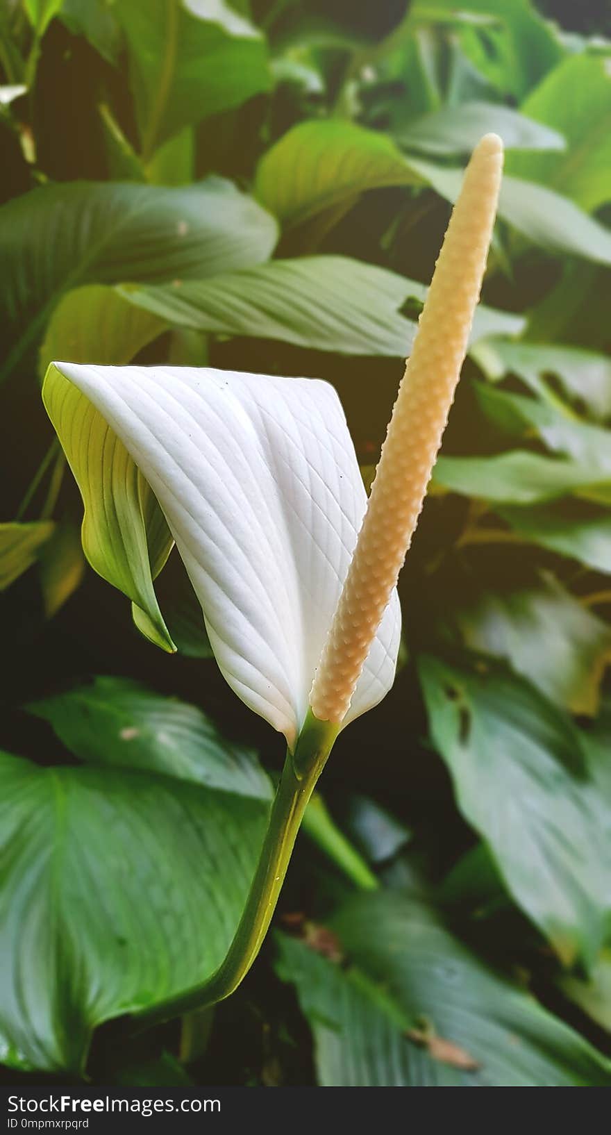 Beautiful Peace Lily with large single pollen,blooming in garden of Doi Tung Royal Villa,selective focus. Beautiful Peace Lily with large single pollen,blooming in garden of Doi Tung Royal Villa,selective focus.