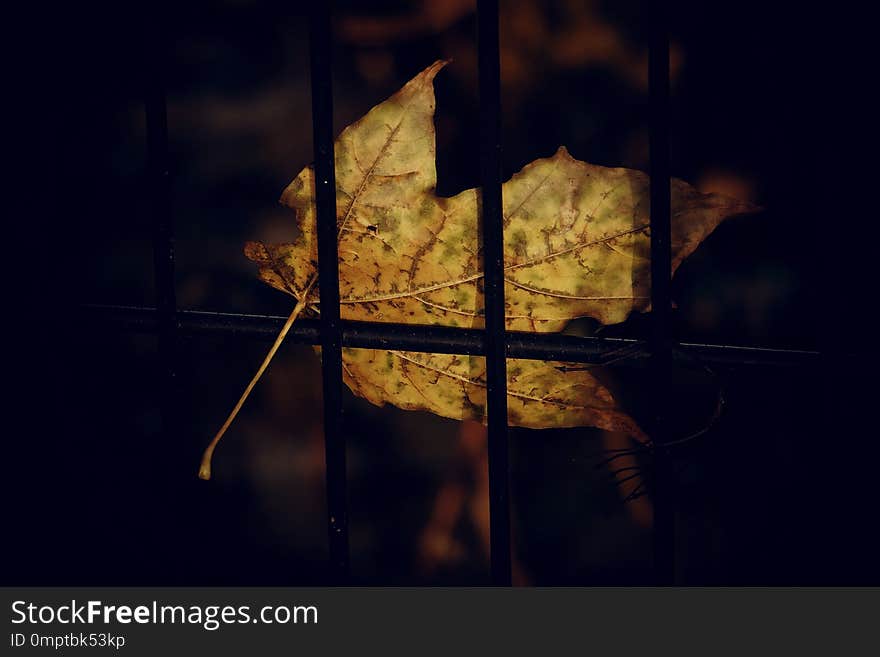 Autumn golden maple leaf on a metal fence