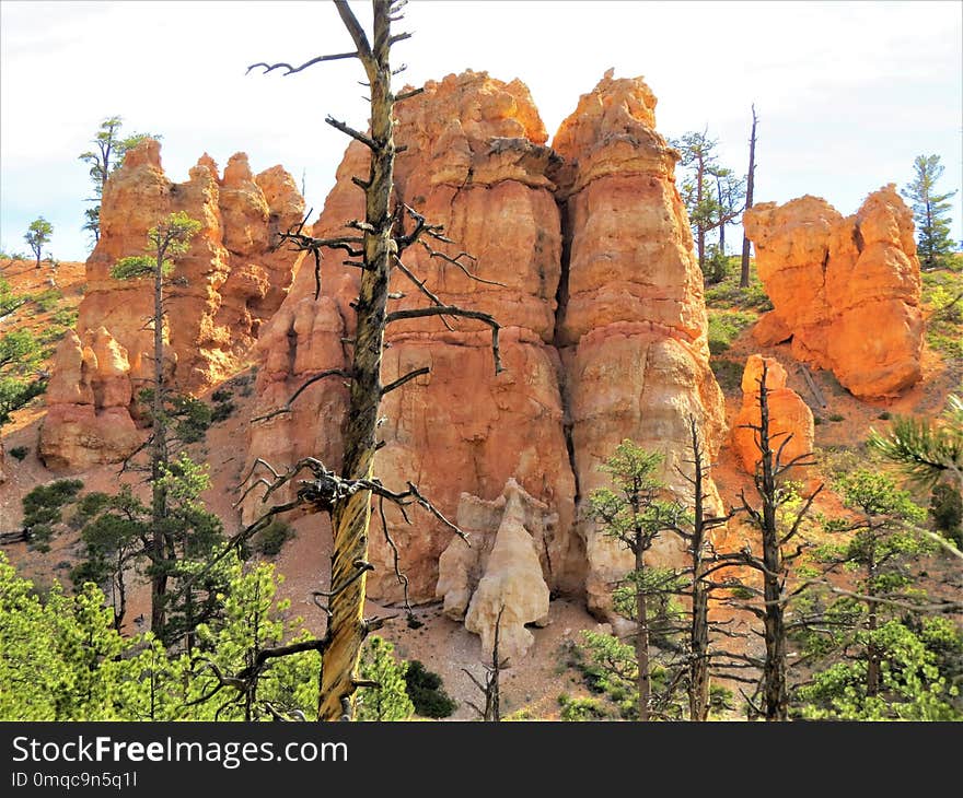 Rock, Tree, National Park, Canyon