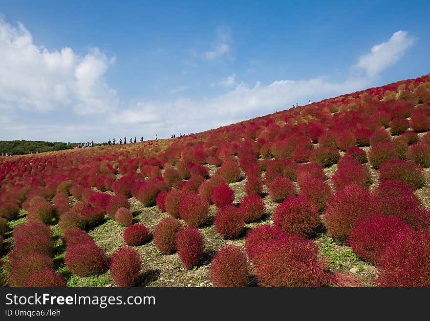 Sky, Vegetation, Flower, Leaf