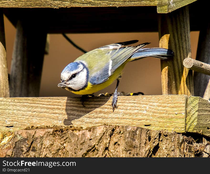 Bird, Fauna, Beak, Organism