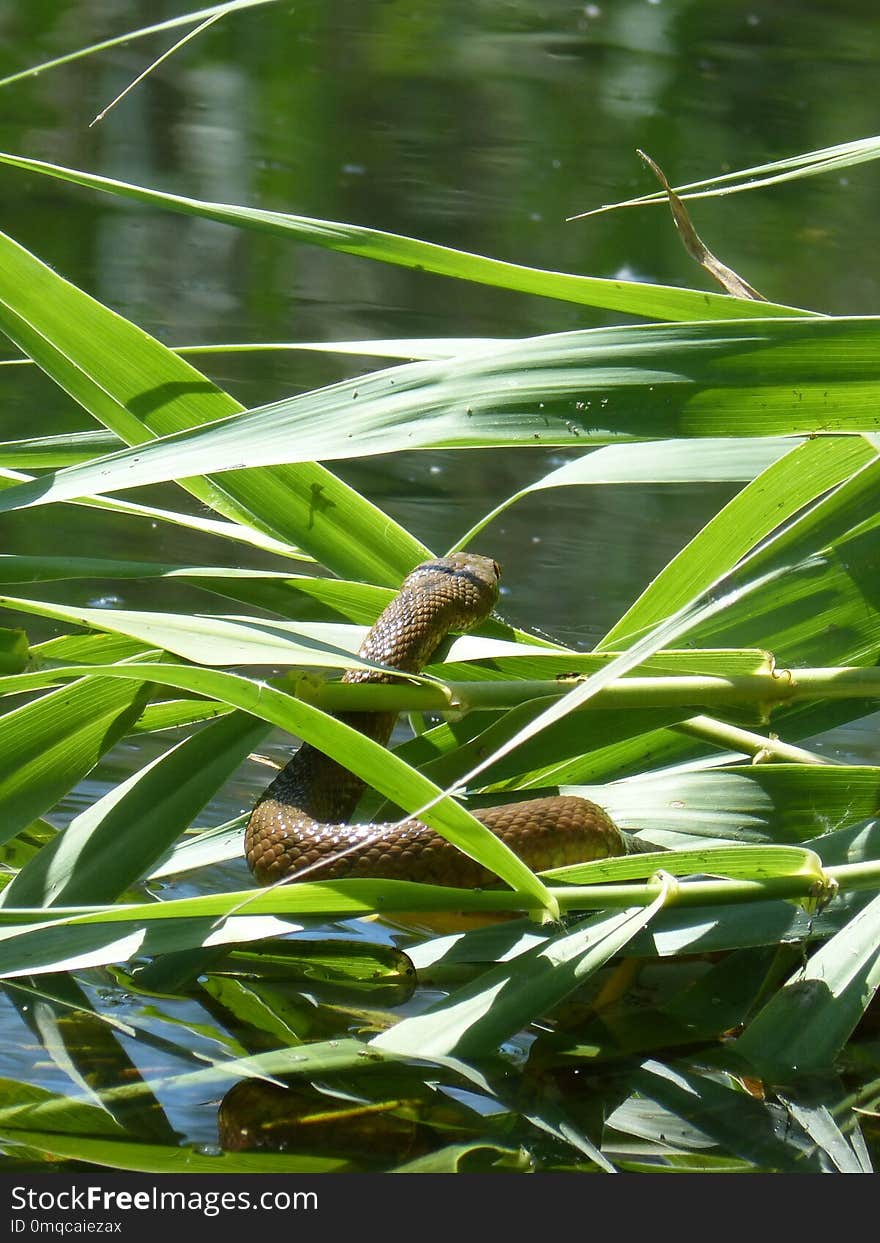 Vegetation, Leaf, Plant, Water