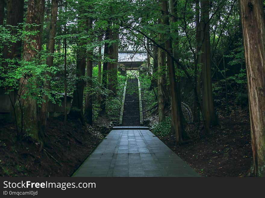 Nature, Green, Nature Reserve, Path