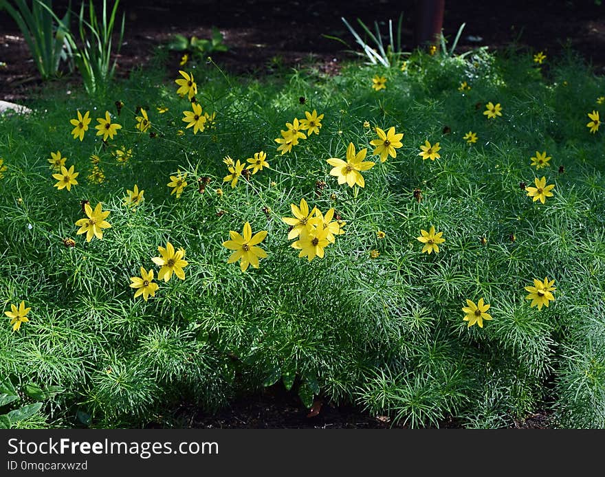 Flower, Plant, Grass, Flora