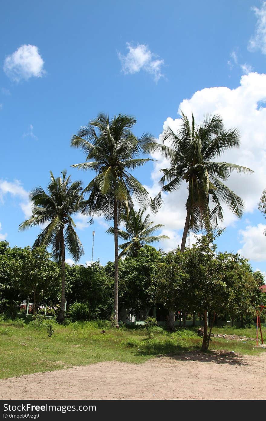 Sky, Tree, Vegetation, Palm Tree