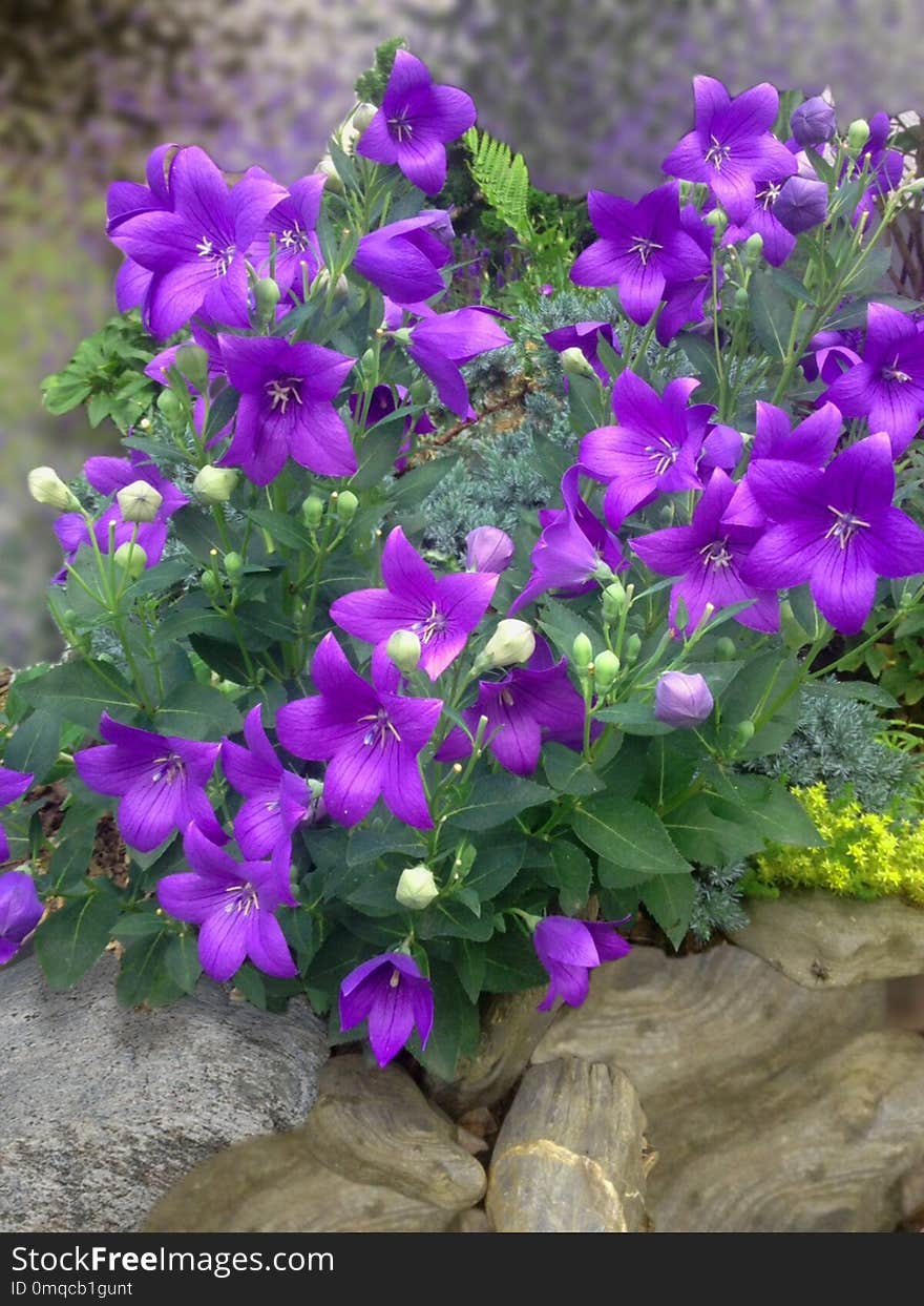 Flower, Plant, Flowering Plant, Purple