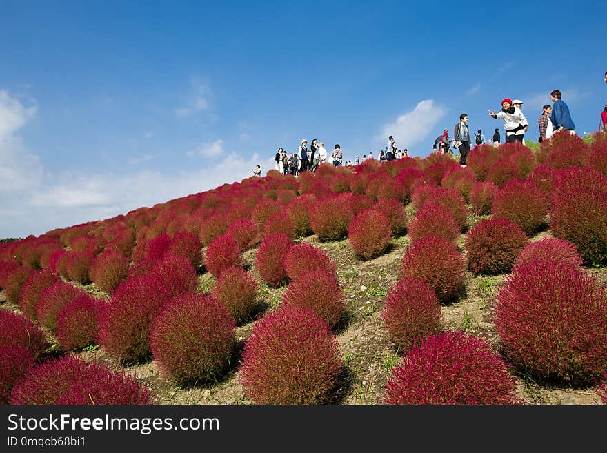 Sky, Flower, Vegetation, Plant