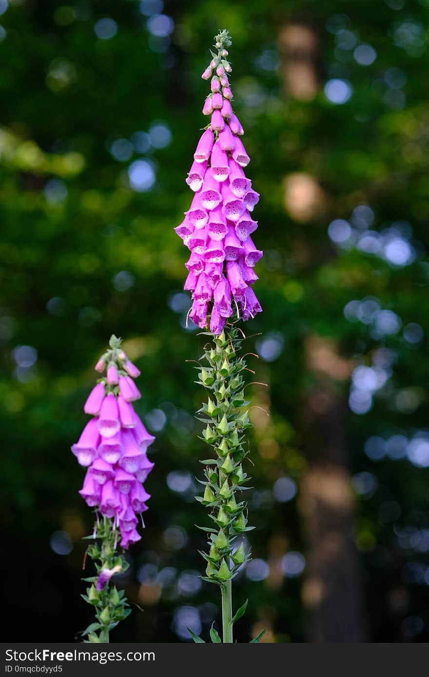 Flower, Plant, Flora, Digitalis