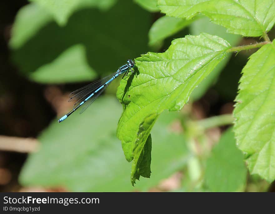 Insect, Damselfly, Leaf, Dragonflies And Damseflies