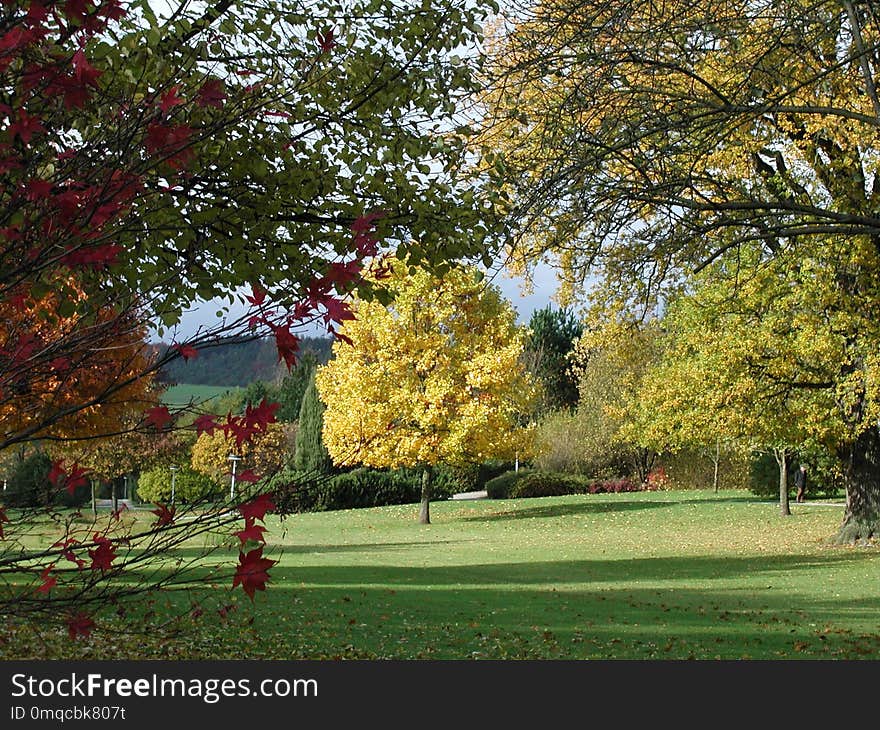 Leaf, Nature, Autumn, Tree