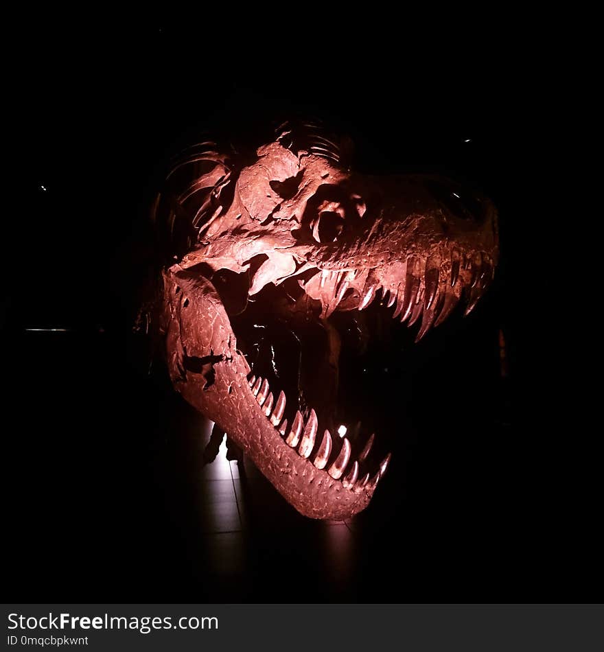 Darkness, Jaw, Mouth, Skull