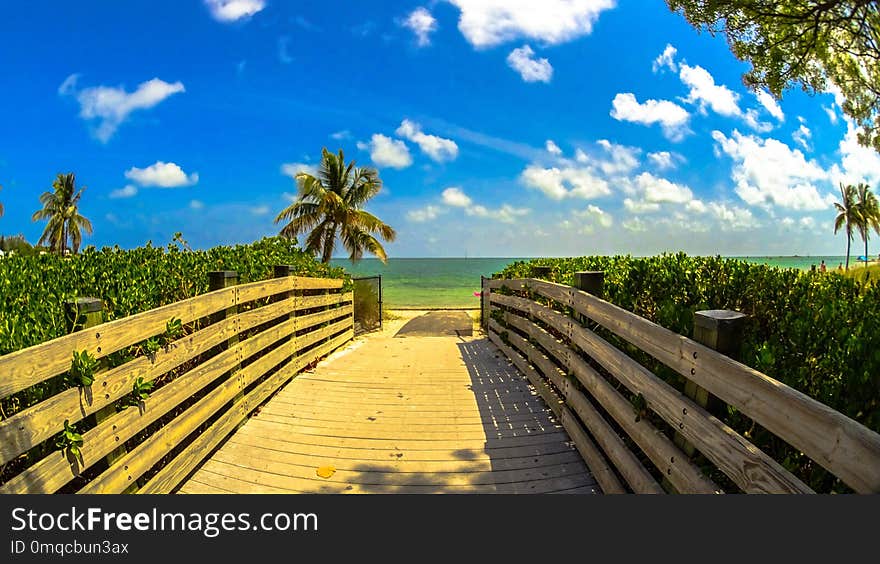 Sky, Field, Palm Tree, Arecales