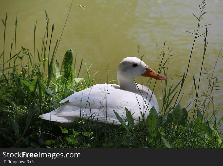 Bird, Water Bird, Fauna, Ecosystem