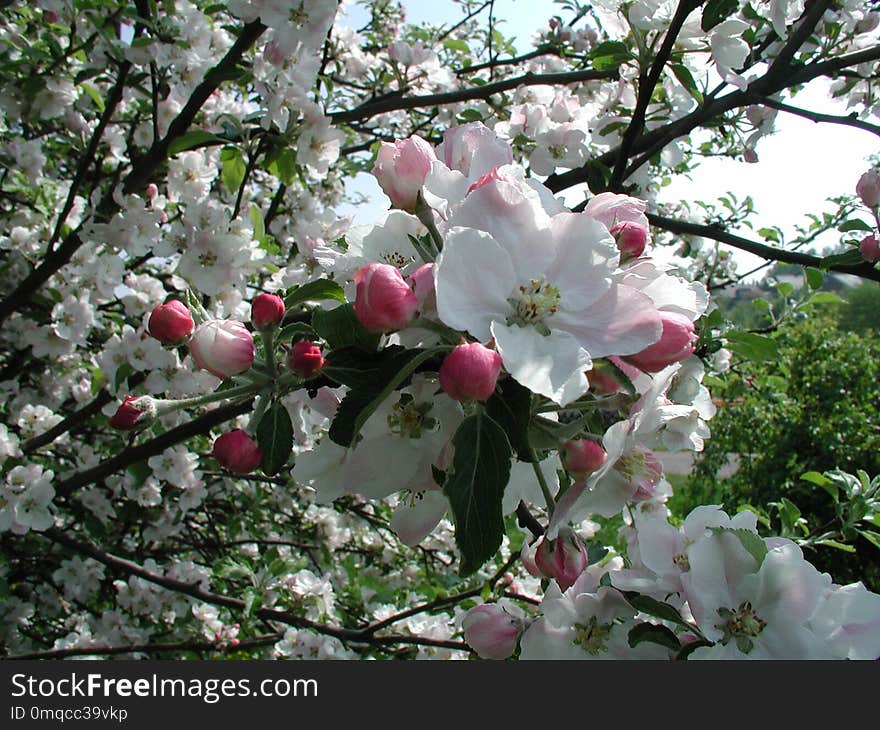 Blossom, Plant, Spring, Branch