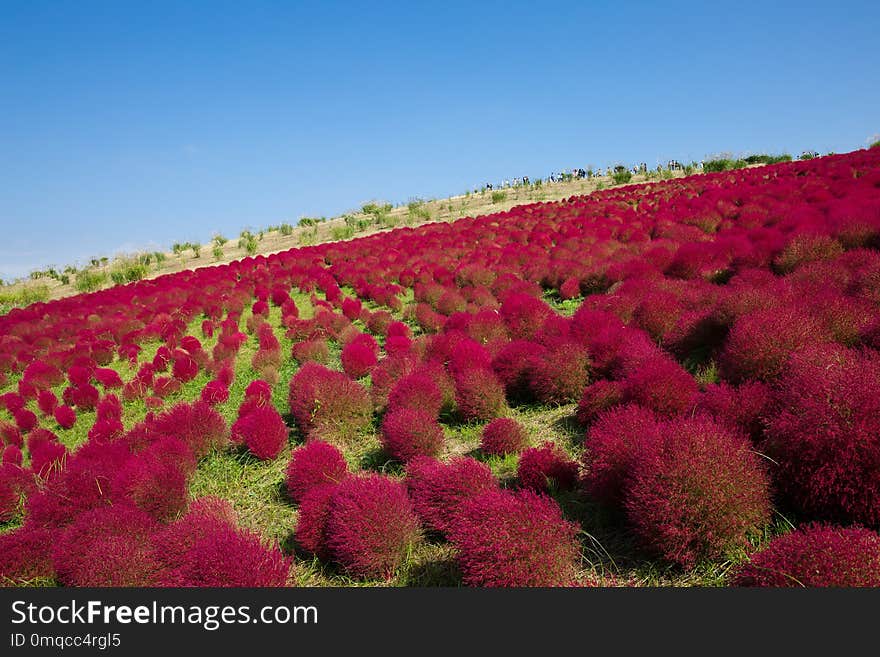 Sky, Vegetation, Flower, Field