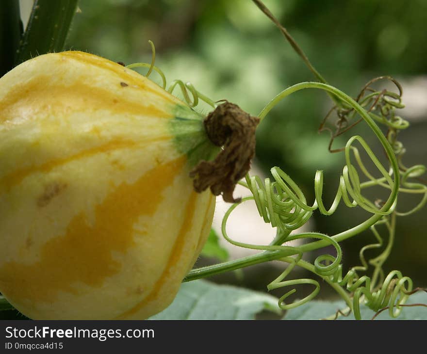 Insect, Cucumber Gourd And Melon Family, Fruit, Cucurbita