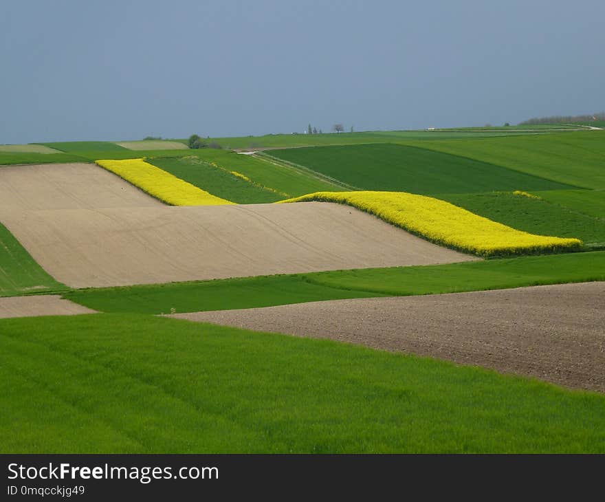 Field, Green, Grassland, Yellow